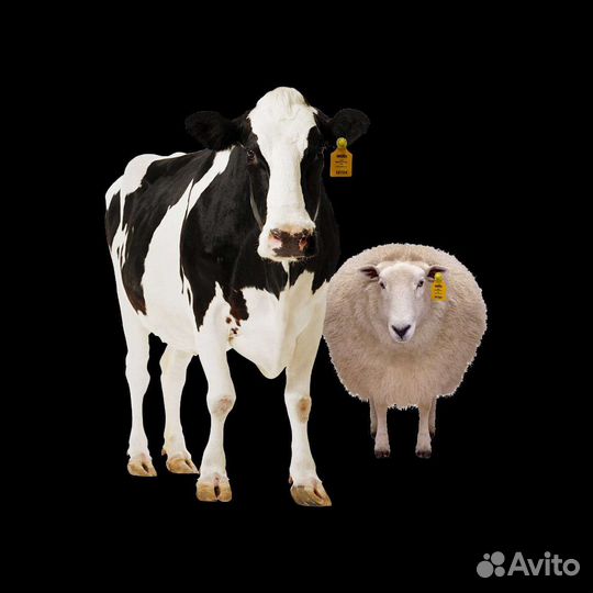 Бараны и корова