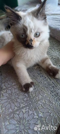 Сиамские котята