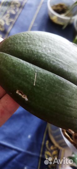 Орхидея фаленопсис бабочка