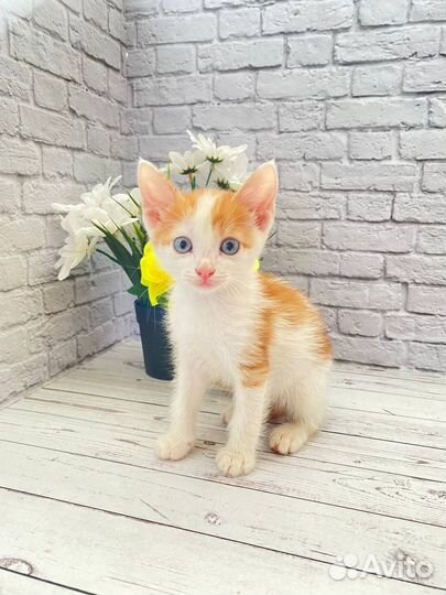 Кошка в дар бесплатно