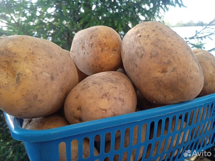 Продам овощи со своего огорода