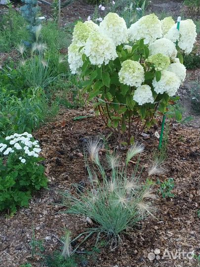 Многолетники декоративные весь сезон