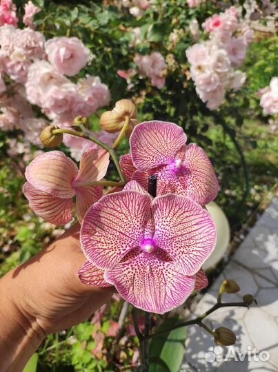 Орхидея фаленопсис