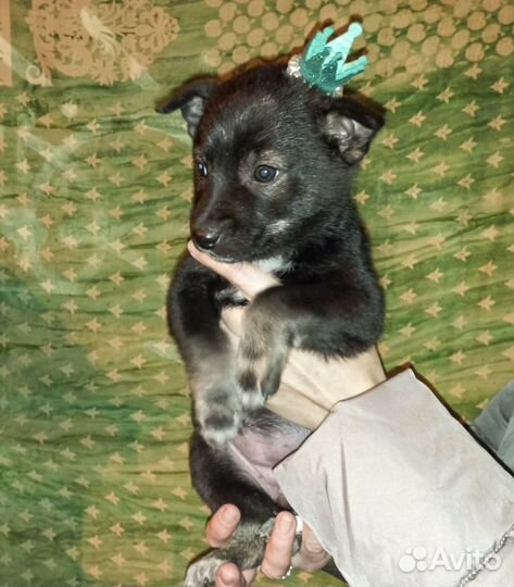 Сандра - щенок-девочка в дар