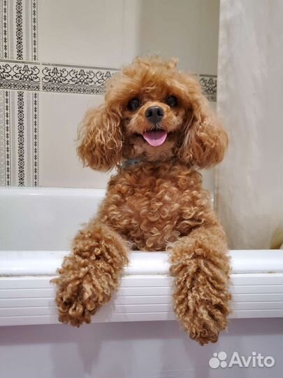 Передержка животных, выгул Пероово