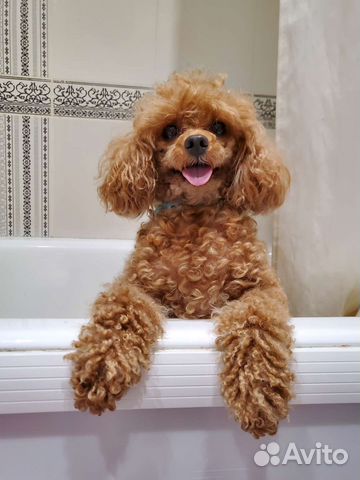 Передержка животных, выгул Пероово