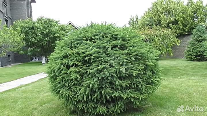 Ель и Кизильник для изгороди 0.5-1.5 метра
