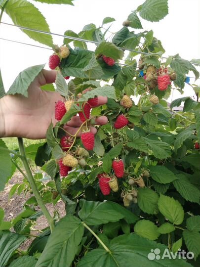 Саженцы ремонтантной малины