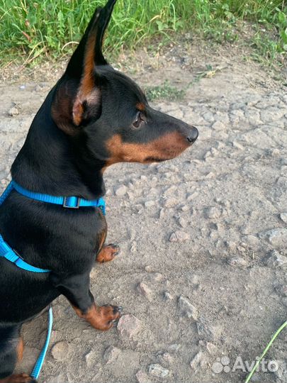 Замечательный малыш