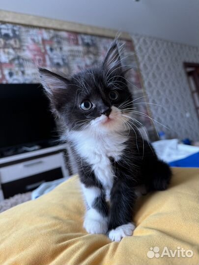 Кошка в дар