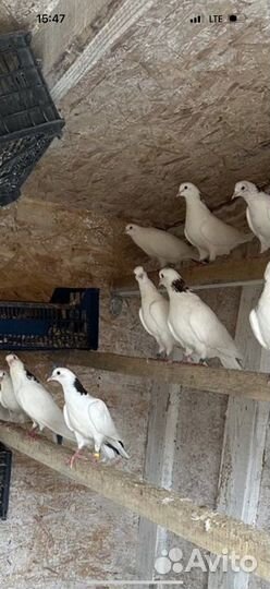 Бакинские бойные голуби, мраморные, Чили