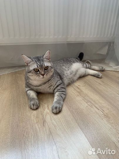 Вязка кот британская шиншилла