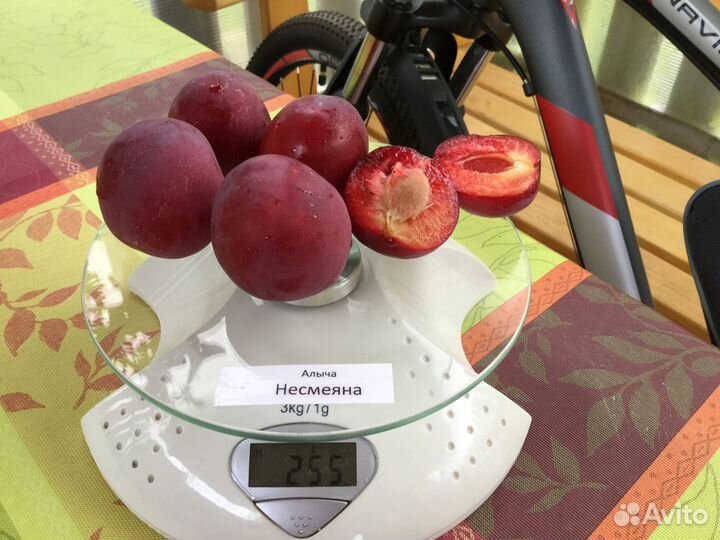 Саженцы Великих Лук