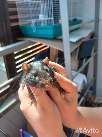 Крыса бесплатно