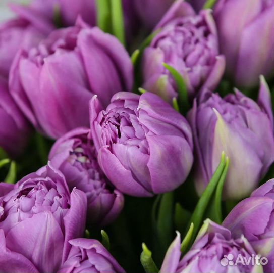 Махровые луковицы тюльпанов