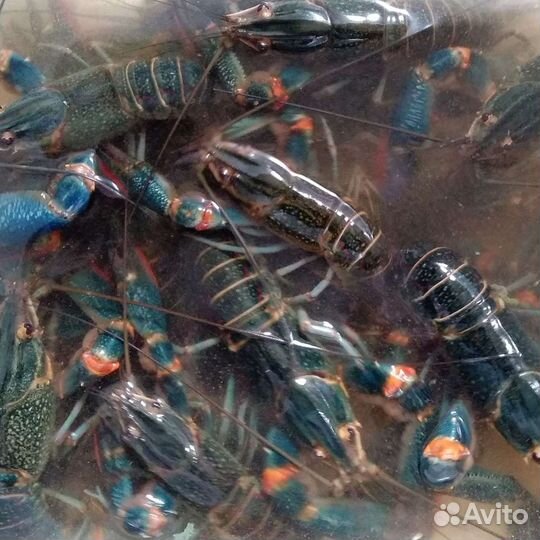 Раки Аккр(австралийцы)