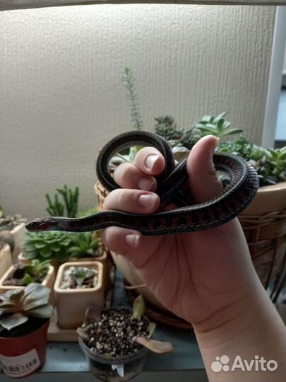 Подвязочный уж, узорчатый полоз, королевская змея