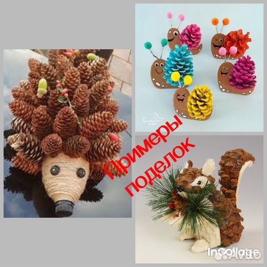 Шишки с природной харизмой