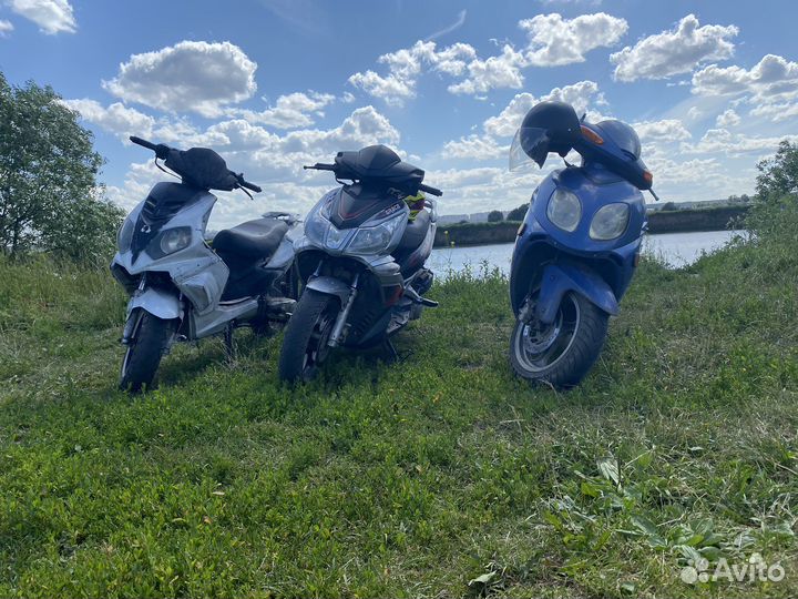 Ирбис грейс