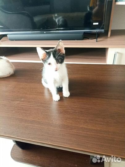 Котёнок ищет дом
