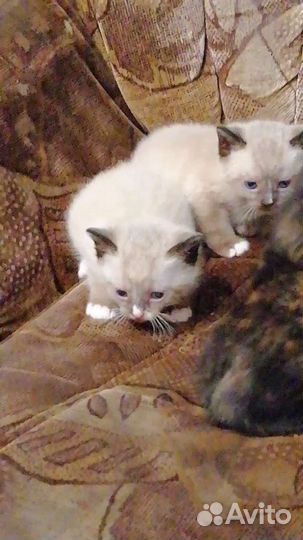 Кошка в дар