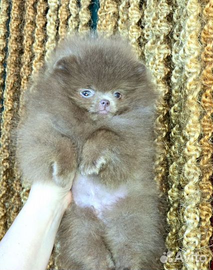 Лиловый мини малыш