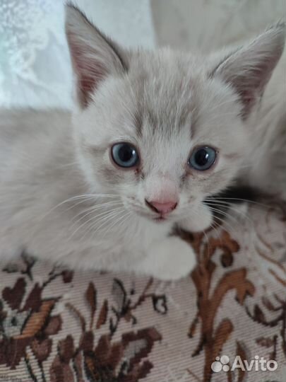 Кошка в дар бесплатно