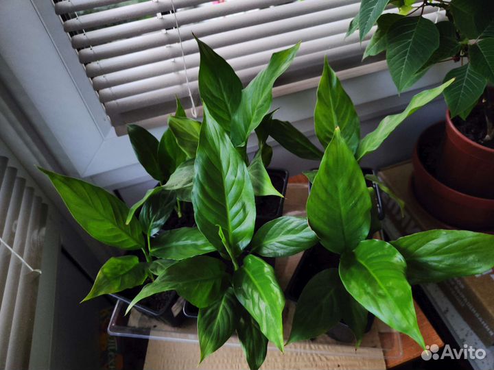 Спатифиллум