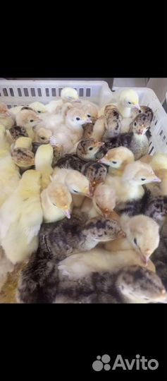 Цыплята, утята, гусята, индюшата на май