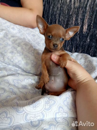 Мини тоечка