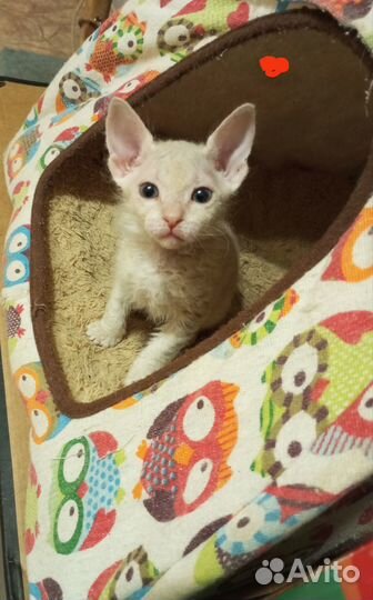 Котята донского сфинкса