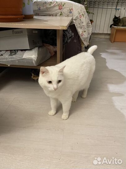 Кошка в дар бесплатно