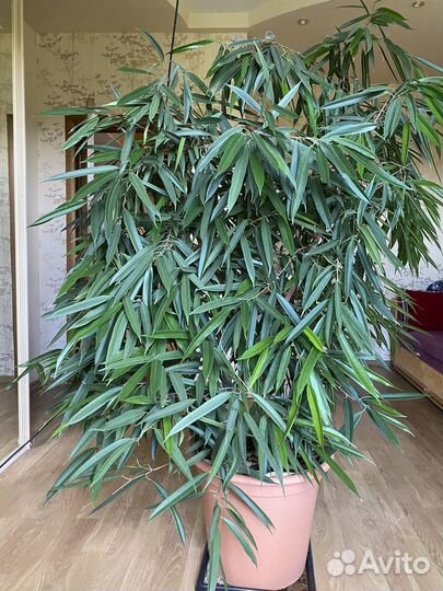 Фикус биннедика Али