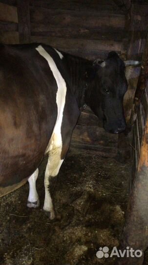 Корова дойная
