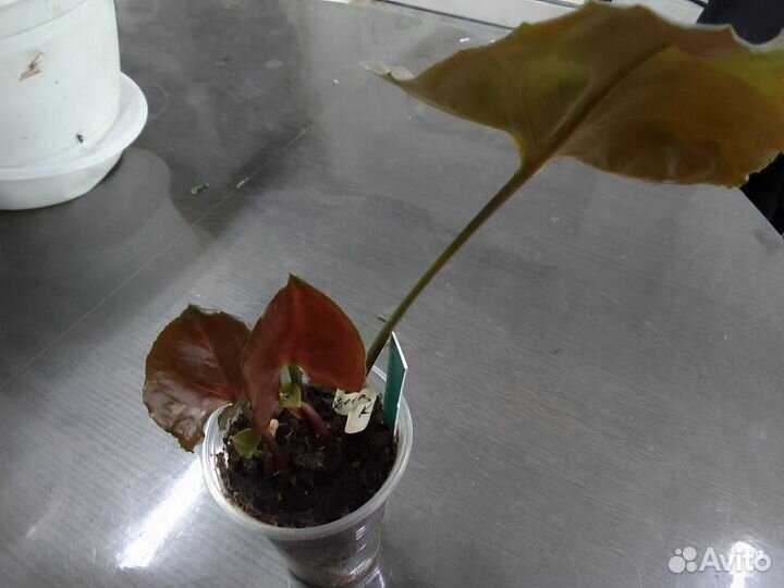 Излишки комнатных цветов