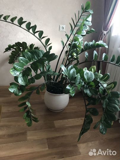 Цветок Замиакулкас