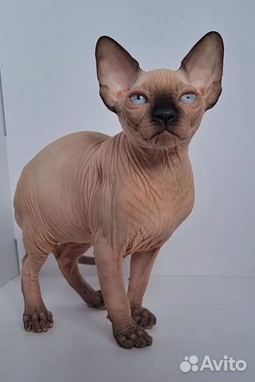 Котенок канадский сфинкс, мальчик, 3 мес