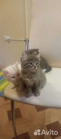 Котята бесплатно