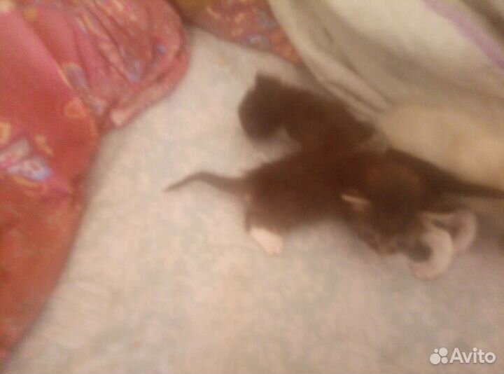 Котята отдам в добрые руки бесплатно