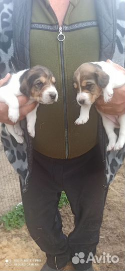 Русская пегая гончая