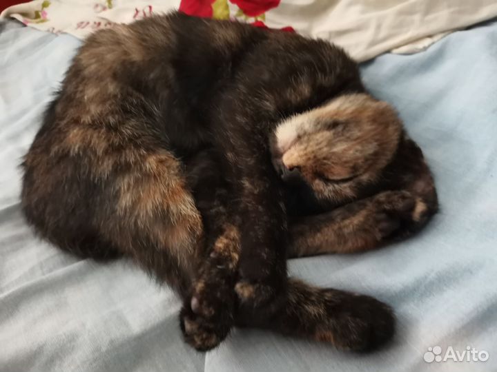 Котенок в добрые руки