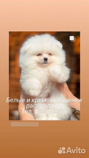 Померанский шпиц мини всех окрасов