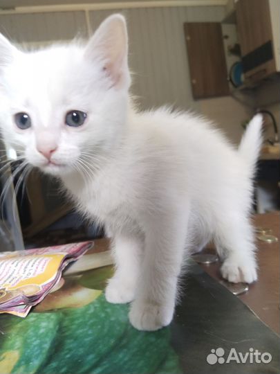 Котята домашние