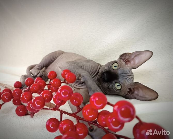 Девочка котенок сфинкс