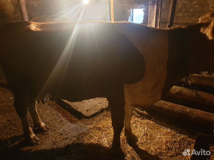 Корова дойная