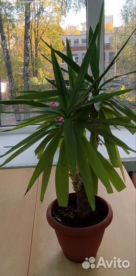 Пальма юкка