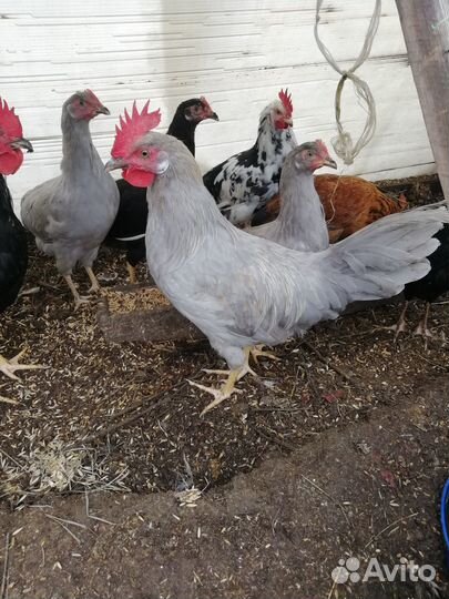 Петушки Леггорн