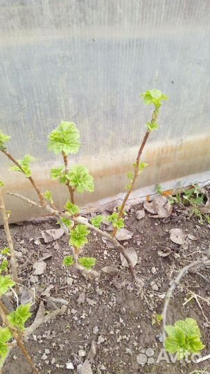 Черная смородина