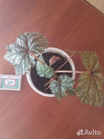 Бегония Грифон