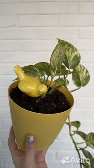 Сциндапсус